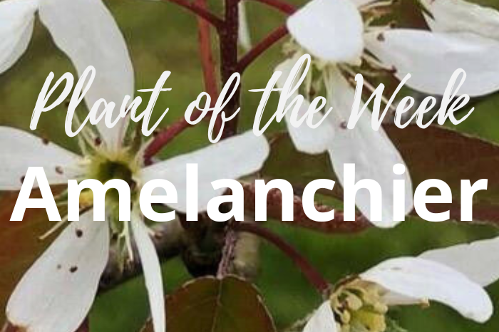 Amelanchier Trees: The Low-Maintenance Delight for Your Garden