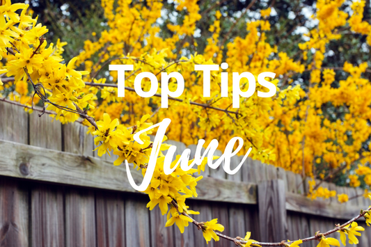 June Gardening Tips: Pest Watch, Propagation and Plenty of Watering!