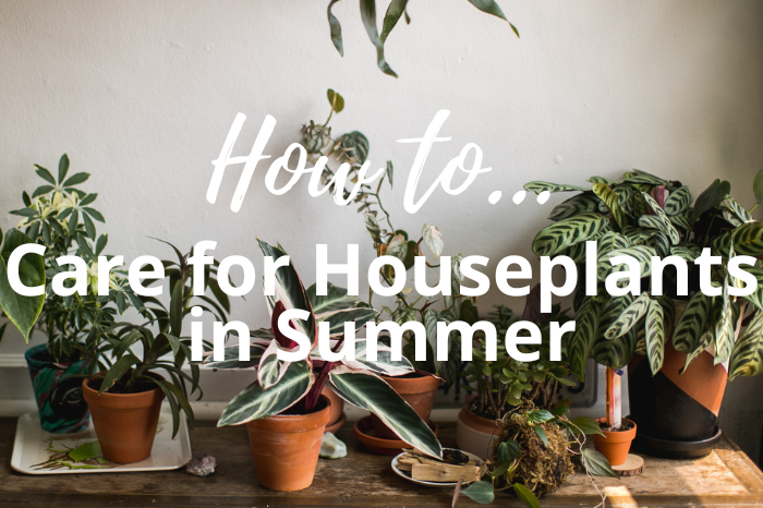 How to Care for Houseplants in Summer