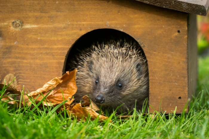 Protect our prickly friends.