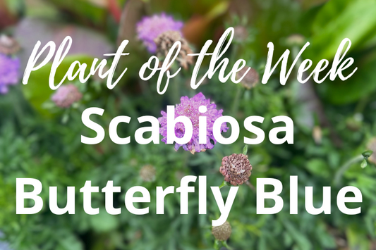 Unveiling the Beauty of Scabiosa Butterfly Blue: Your Guide to Growing this Enchanting Perennial