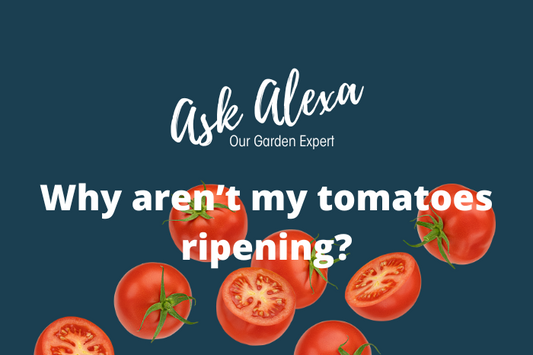 Why Aren’t My Tomatoes Ripening? 6 Common Reasons (and How to Fix Them)