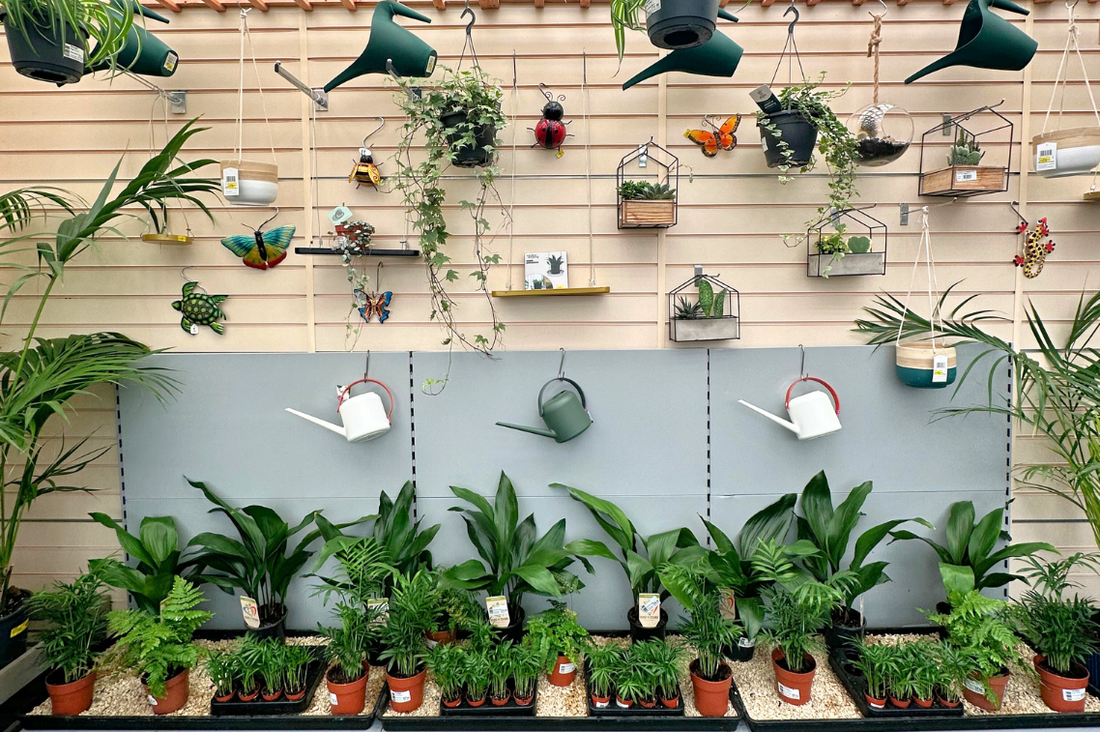 Blooming Brilliance: How to rid your houseplants of Fungus Gnats