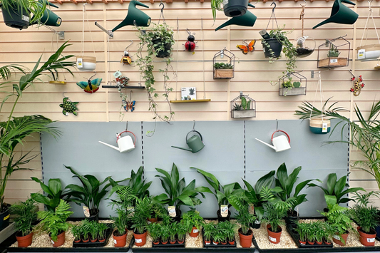 Blooming Brilliance: How to rid your houseplants of Fungus Gnats