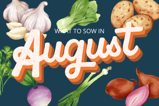 🌱 What to Sow & Plant in August – Your Late Summer Gardening Guide