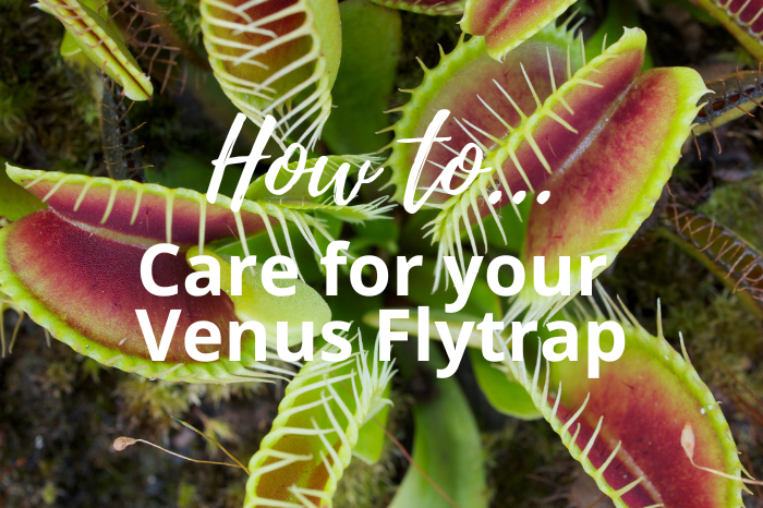 Venus Flytraps: Your Quick Guide to Keeping These Carnivorous Plants Happy