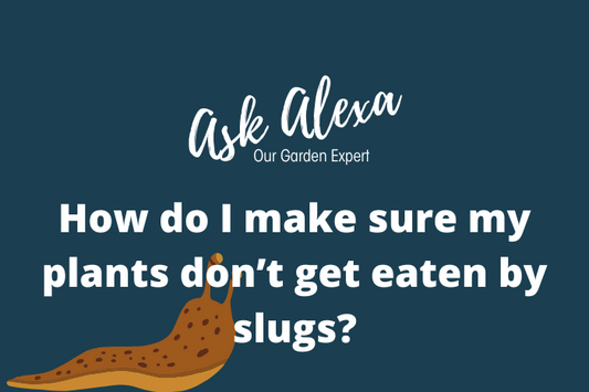 How to Protect Your Plants from Slugs – Using Eggshells!