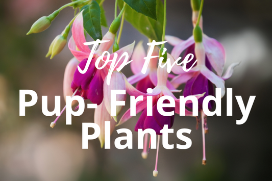 Top 5 dog friendly plants