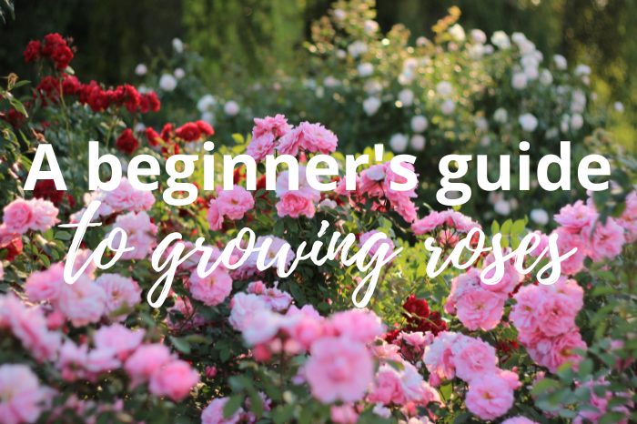 A beginner's guide to growing roses