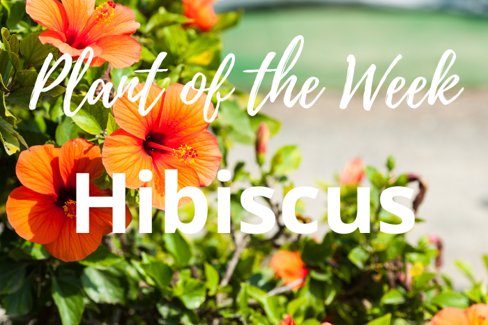Unlock the Full Potential of Your Garden with Hibiscus: Here’s Why It’s a Must-Have