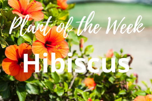 Unlock the Full Potential of Your Garden with Hibiscus: Here’s Why It’s a Must-Have