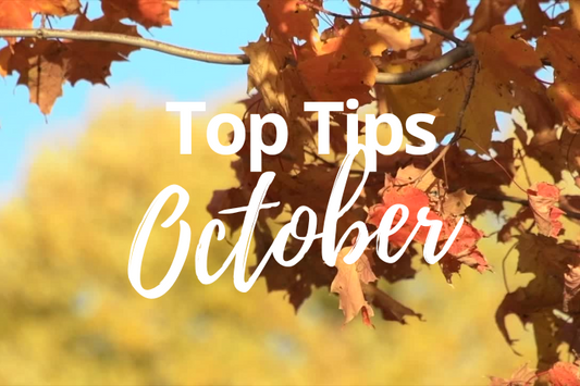 October Gardening Tips: Preparing Your Garden for Winter