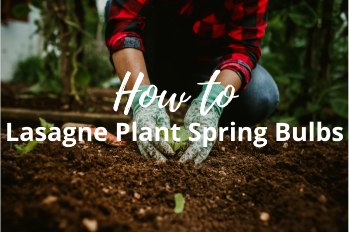 How to Lasagne Plant Spring Bulbs: Step-by-Step Guide
