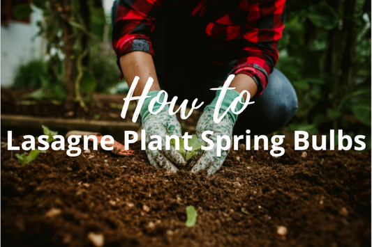 How to Lasagne Plant Spring Bulbs: Step-by-Step Guide
