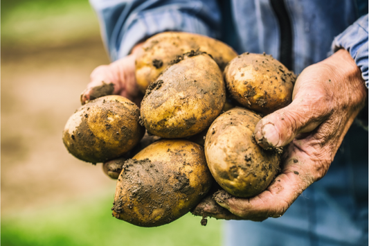 How to grow potatoes by Kings Garden and Leisure
