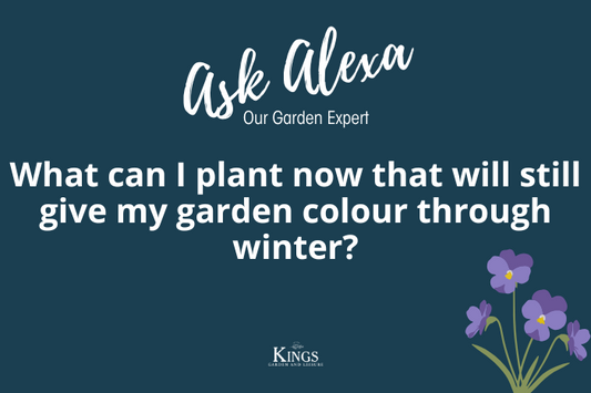 Winter garden plants in pots including colourful pansies, cyclamen, ornamental cabbages and evergreen shrubs at Kings Garden & Leisure in Devon