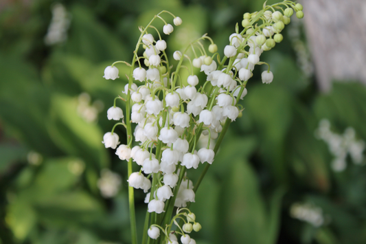 Lily of the Valley for Kings Garden and Leisure blog