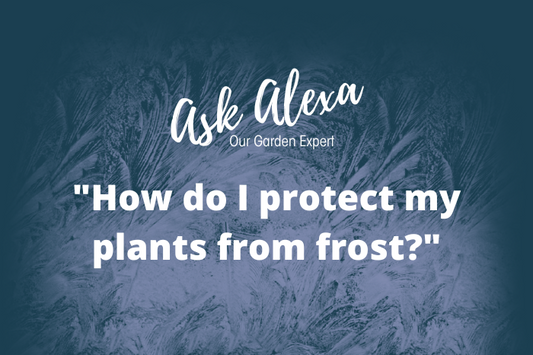 Protecting Your Plants from Frost