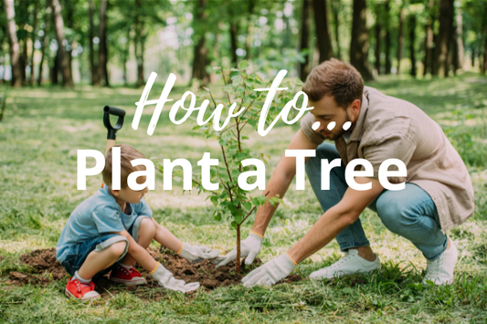 Placing a young tree in the ground with the root collar level with soil surface