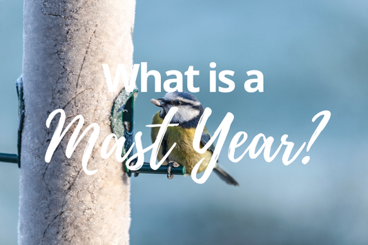 What is a Mast Year? Why 2025 is a Big Deal for Garden Birds