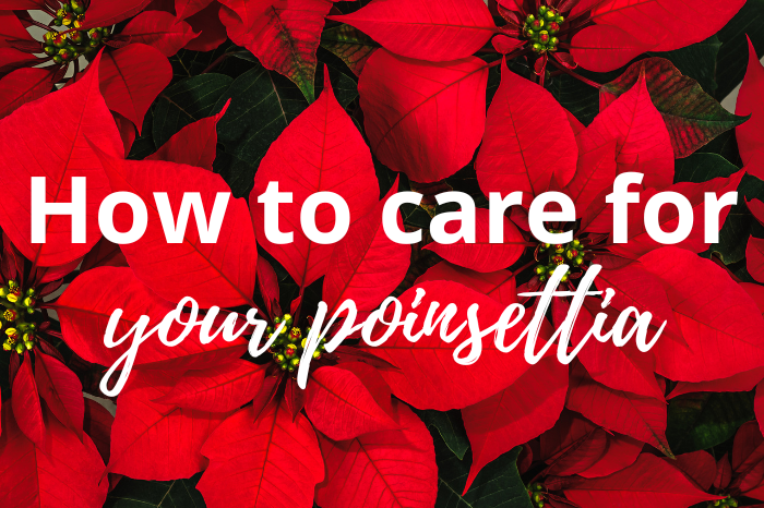 Poinsettia Care : Your Guide to Choosing and Looking After This Festive Favourite