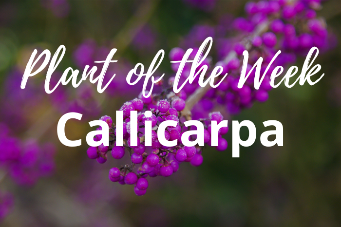 Callicarpa Bodinieri: Plant of the Week