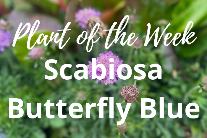 Unveiling the Beauty of Scabiosa Butterfly Blue: Your Guide to Growing this Enchanting Perennial