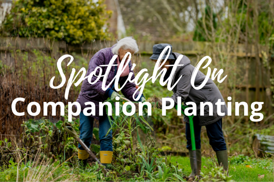 A Beginner’s Guide to Companion Planting