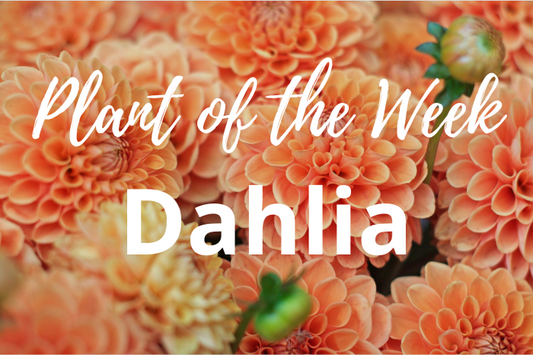 Plant of the Week: Dahlia – The Garden’s Showstopper