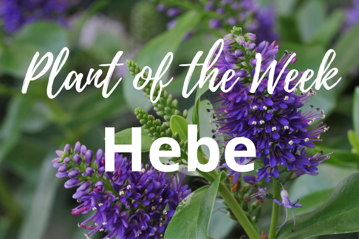 Hebe Heaven: Discover the Plant That Keeps Your Garden Glowing All Year