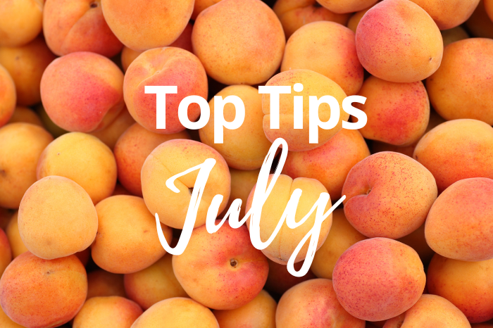 Dig In: July To-Dos for a Thriving Garden
