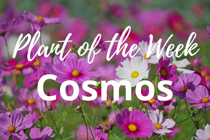 Plant of the Week: Cosmos – The Star of Your Summer Garden
