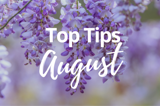 August Gardening Tips: Essential Advice for a Flourishing Garden