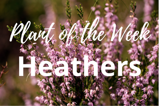 Plant of the Week: Heathers – A Timeless Classic for Every Garden