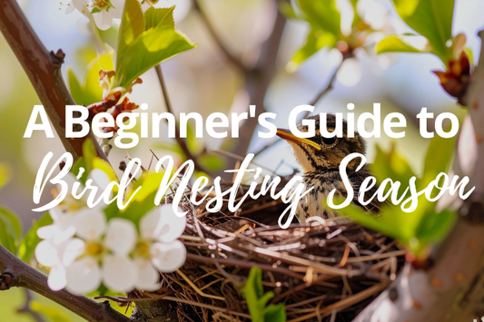 A Beginner’s Guide to Bird Nesting Season in the UK (And How to Protect Wildlife in Your Garden)