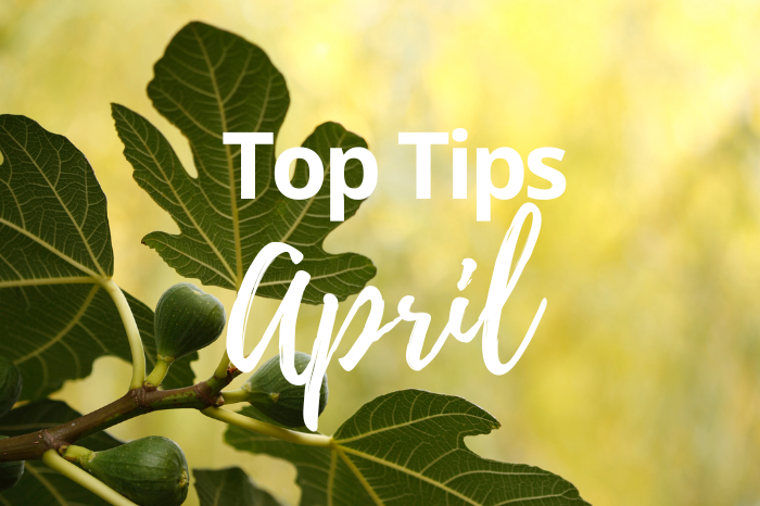 Top Gardening Tips for April Kings Garden and Leisure