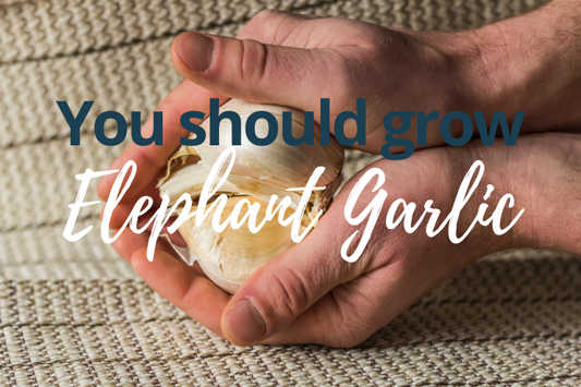 Why You Should Be Growing Elephant Garlic: The Ultimate Guide for UK Gardeners