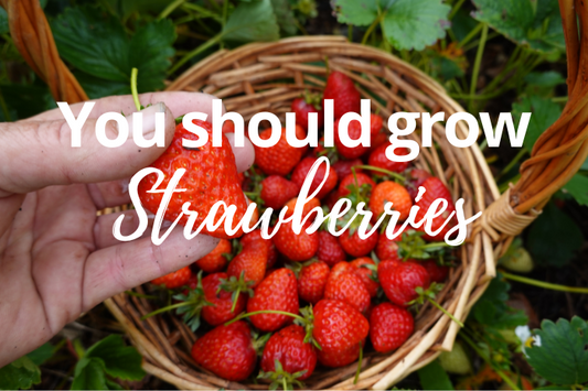 How to Grow Strawberries at Home: Easy Tips for a Sweet Harvest