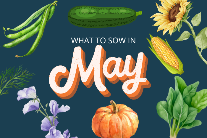 What to plant in your garden in May 