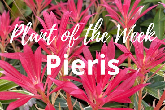 Unveiling the Pieris: Your Guide to Growing and Caring for this Enchanting Shrub