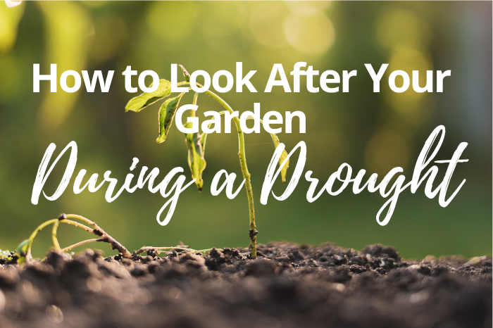 How to Look After Your Garden During a Drought