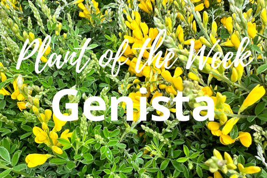 Discover the Charm of Genista - your guide to growing and caring for this delightful flowering shrub.