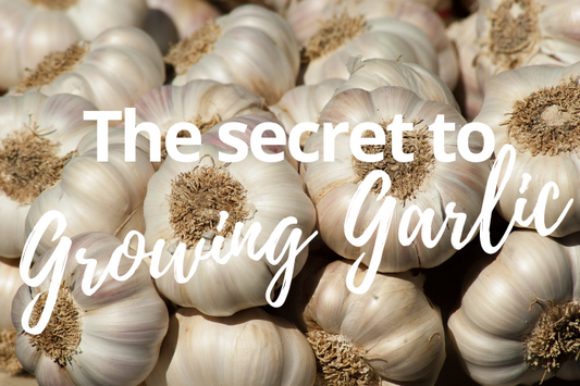 How to Grow Garlic: Your Complete Guide