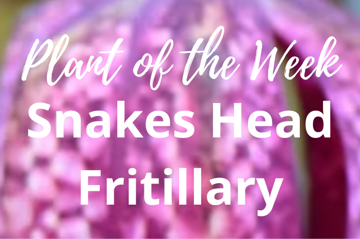 Kings Garden Centre Plant of the Week Snake's Head Fritillary