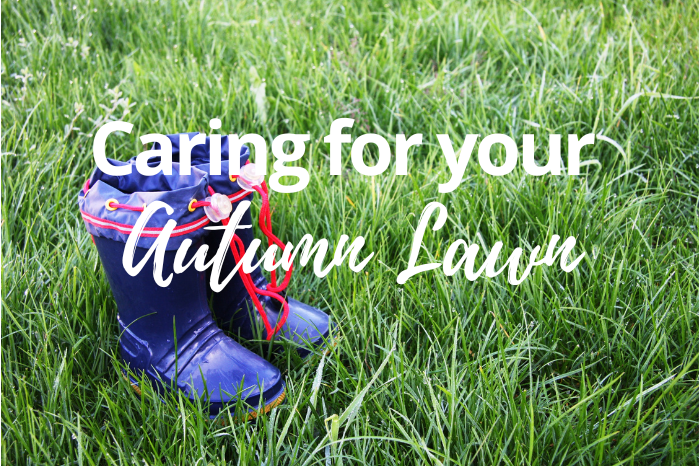 Why Autumn Lawn Care Matters