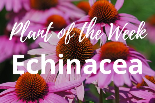 Echinacea – A Garden Essential for Beauty and Health