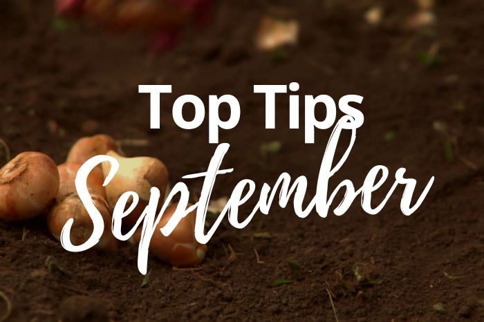 September Gardening Tips: Preparing Your Garden for Autumn