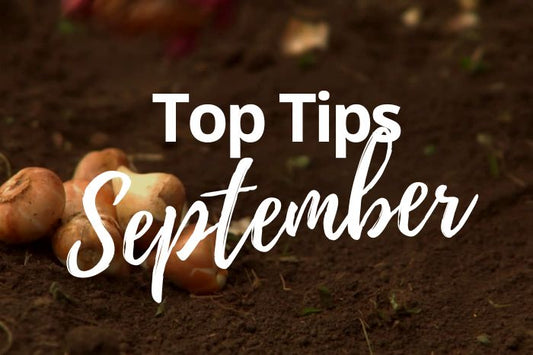 September Gardening Tips: Preparing Your Garden for Autumn
