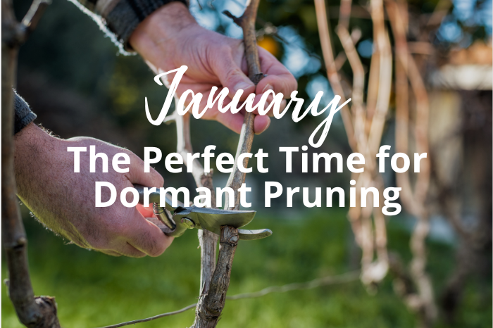 Why January Is the Perfect Time for Dormant Pruning