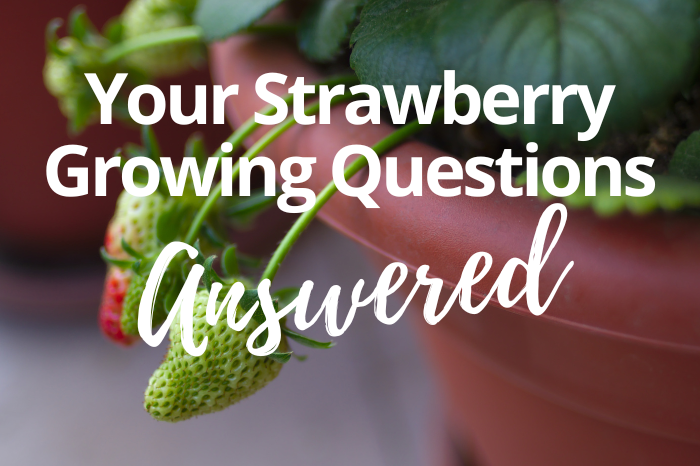 Thinking of Growing Strawberries? Your Most Common Questions Answered